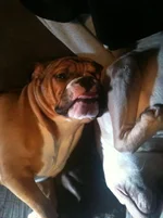 Brutus3.webp Brutus3.webp