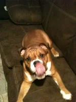 Brutus tongue.webp Brutus tongue.webp