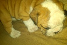 Lola bulldog 014 - Copy (2).jpg