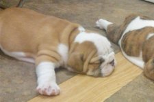 Lola bulldog 011 - Copy (3).jpg