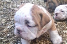 Lola bulldog 013 - Copy (3).jpg