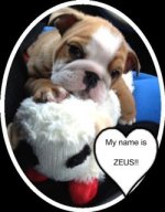 Zeus 7 weeks.JPG Zeus 7 weeks.JPG