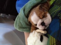 zeus trip home.jpg zeus trip home.jpg