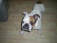 baby brodie.webp