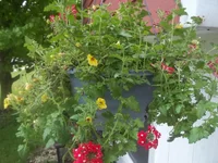 002.webp