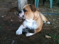 Otis - 2 - 09-2012.jpg