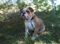 Otis - 3 - 09-2012.jpg