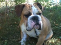 Otis - 4 - 09-2012.jpg