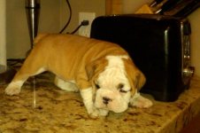 Lola bulldog 005 - Copy (3).jpg