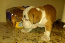 Lola bulldog 006 - Copy (2).jpg