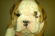 Lola bulldog 009 - Copy (3).jpg