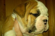 Lola bulldog 010 - Copy (3).jpg