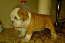 Lola bulldog 011 - Copy (4).jpg