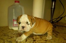 Lola bulldog 012 - Copy (3).jpg