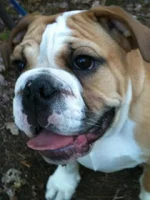 Otis 2.webp
