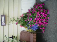 P7100032.webp