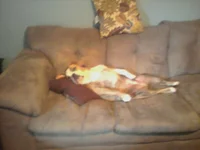 doggie porn.webp