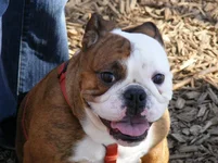 Lola.webp Lola.webp