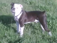 bulldog stance.webp