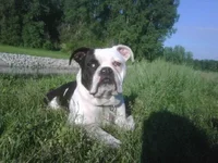 prettybully.webp