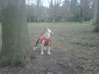 Squirrel.webp