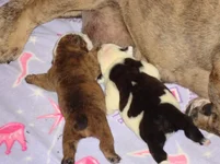 pebble johnny puppies 9 days old 002.webp