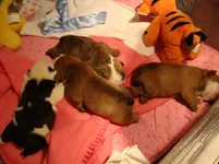pebble johnny puppies 9 days old 003.webp