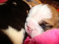 pebble johnny puppies 9 days old 005.webp