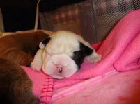 pebble johnny puppies 9 days old 008.webp