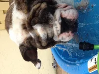 hank pool.webp
