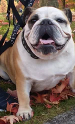 bea - cropped.webp