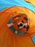Otis - tunnel 2.webp