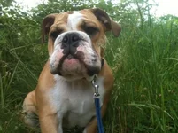 Otis in grass.webp