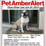 amber alert.jpg amber alert.jpg