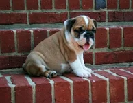 Rocco.webp