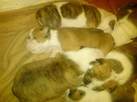 Lola bulldog 010.webp