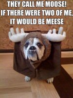 Bulldogmoose.jpg