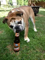 Beer.webp Beer.webp