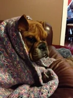 Raven in a blanket 3.webp