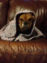 Raven in a blanket 1.webp
