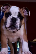 Ellie Mae 2.webp