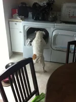 ChunkLaundry.webp