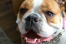 ImageUploadedByTapatalk1331906416.814357.jpg ImageUploadedByTapatalk1331906416.814357.jpg