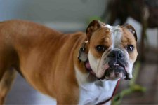 ImageUploadedByTapatalk1331906442.104060.jpg ImageUploadedByTapatalk1331906442.104060.jpg