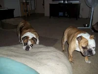 100_0225.webp
