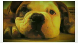 FRANKLIN'S BABY FACE.webp