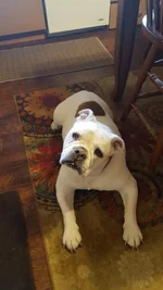 roxy.webp