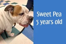 sweetpea.webp sweetpea.webp