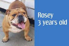 rosey.jpg rosey.jpg
