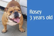 rosey.webp